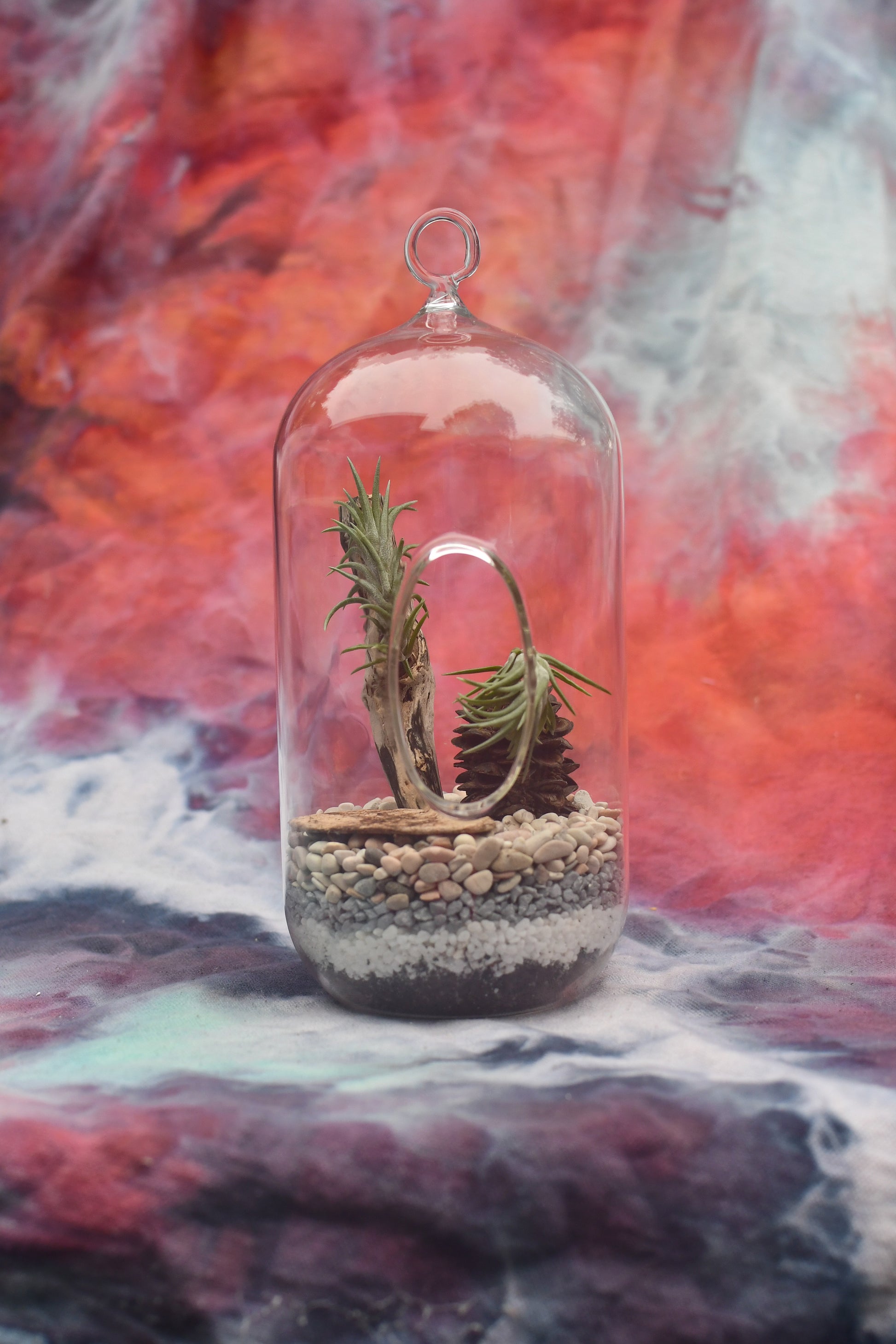 Tall oblong glass terrarium with pebbles driftwood, banksia pod and airplants