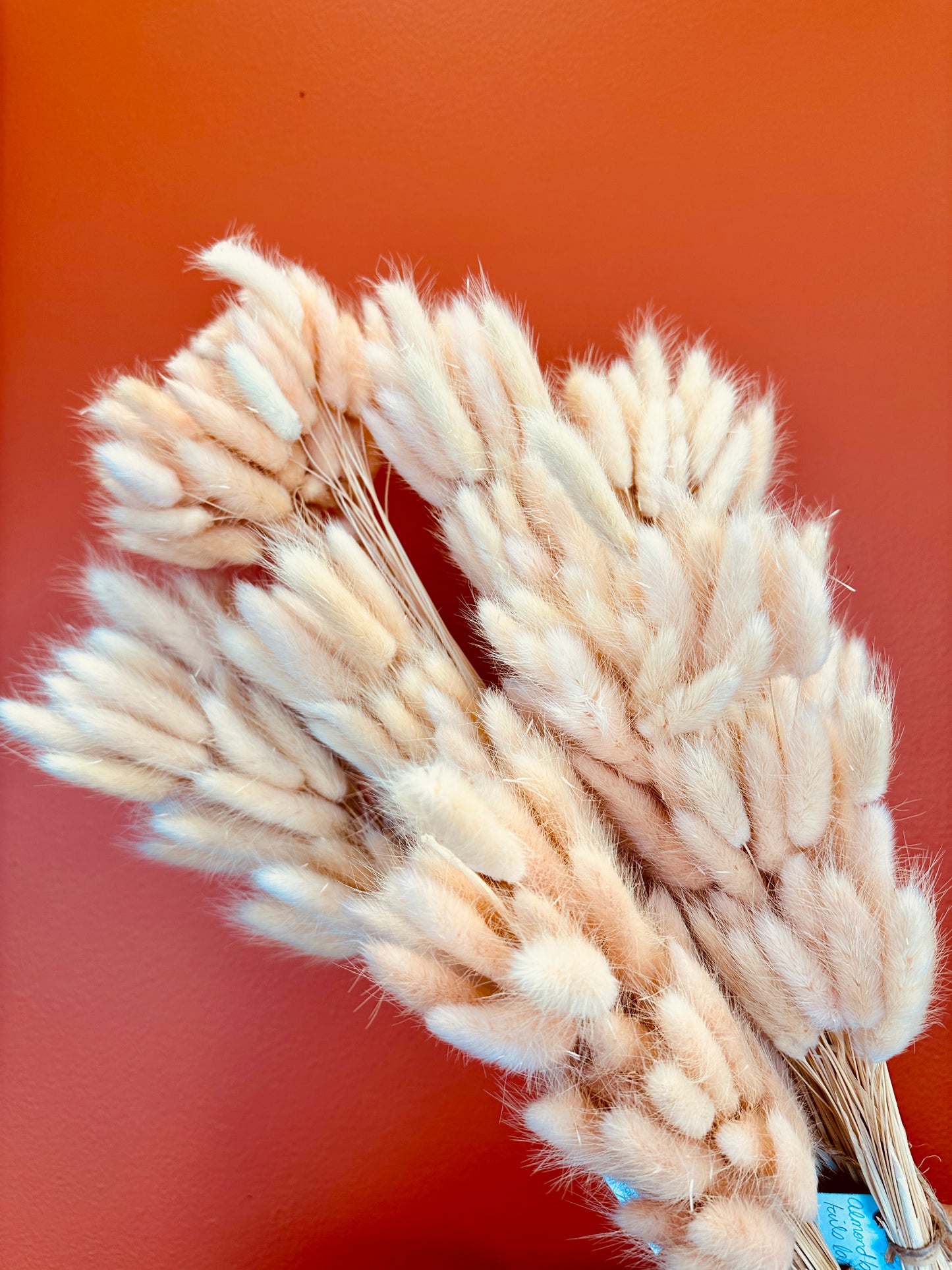 Bunny tails soft almond large bunch