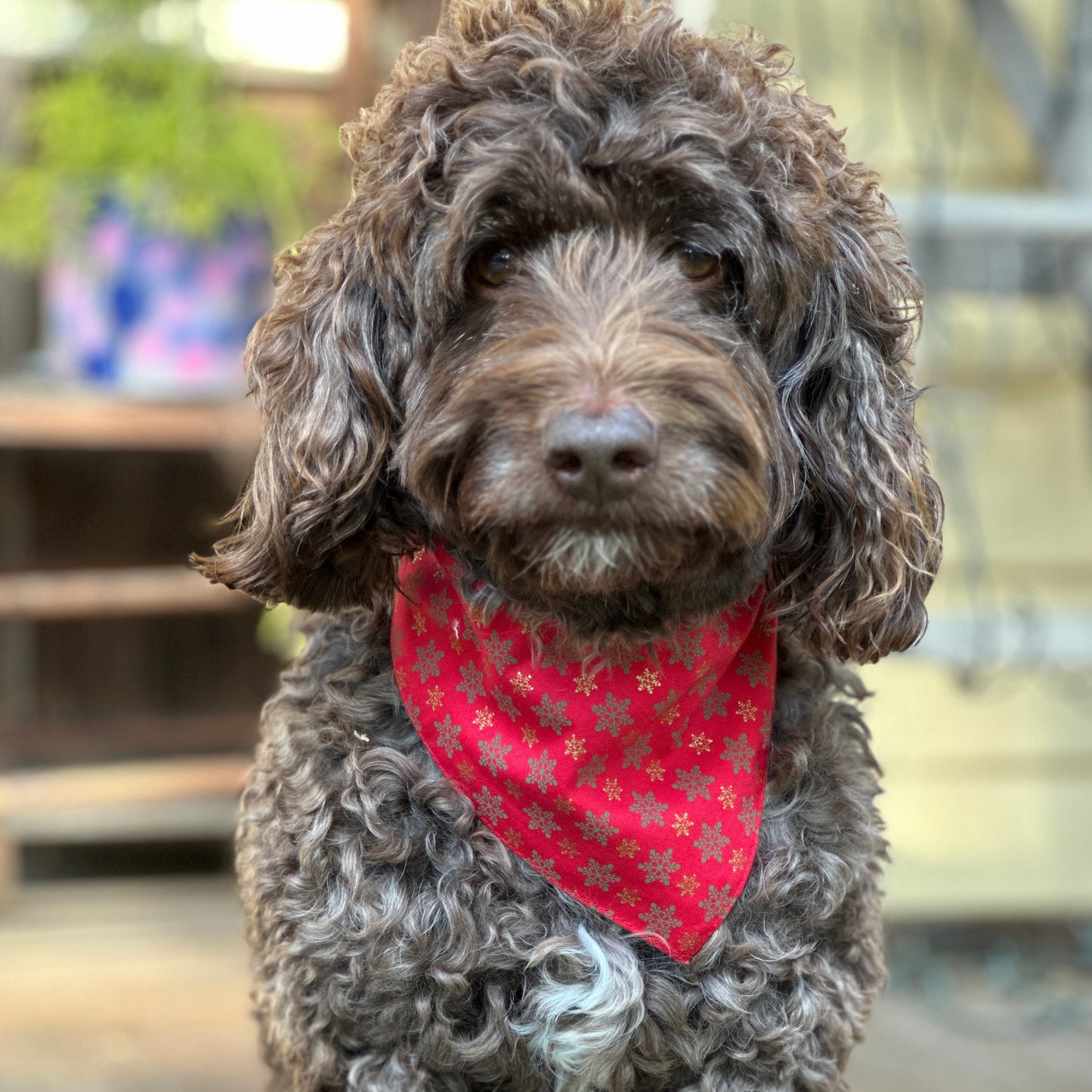 Dog Scarves Bandannas