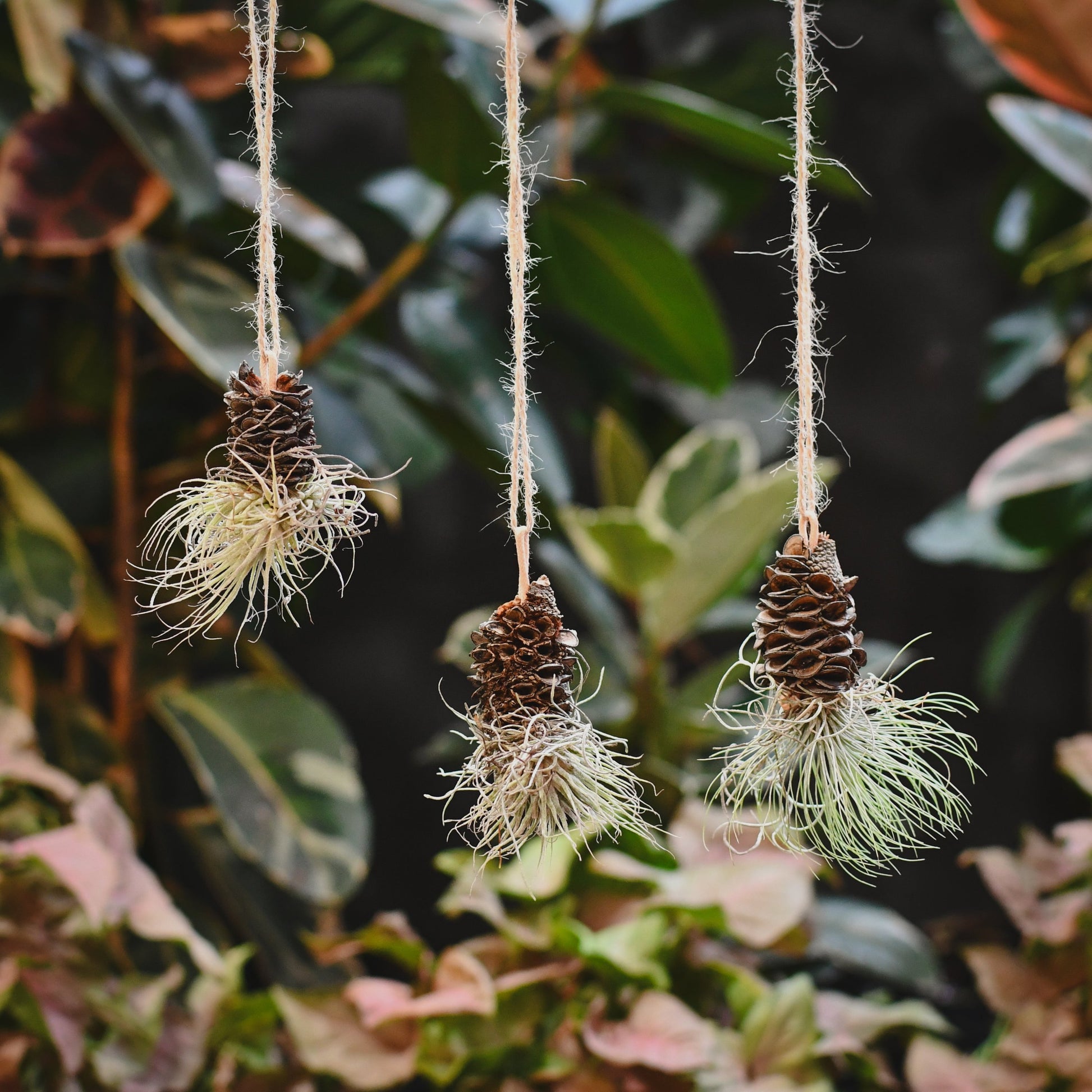 tillandsia air plants attached to a banksia pod hanging