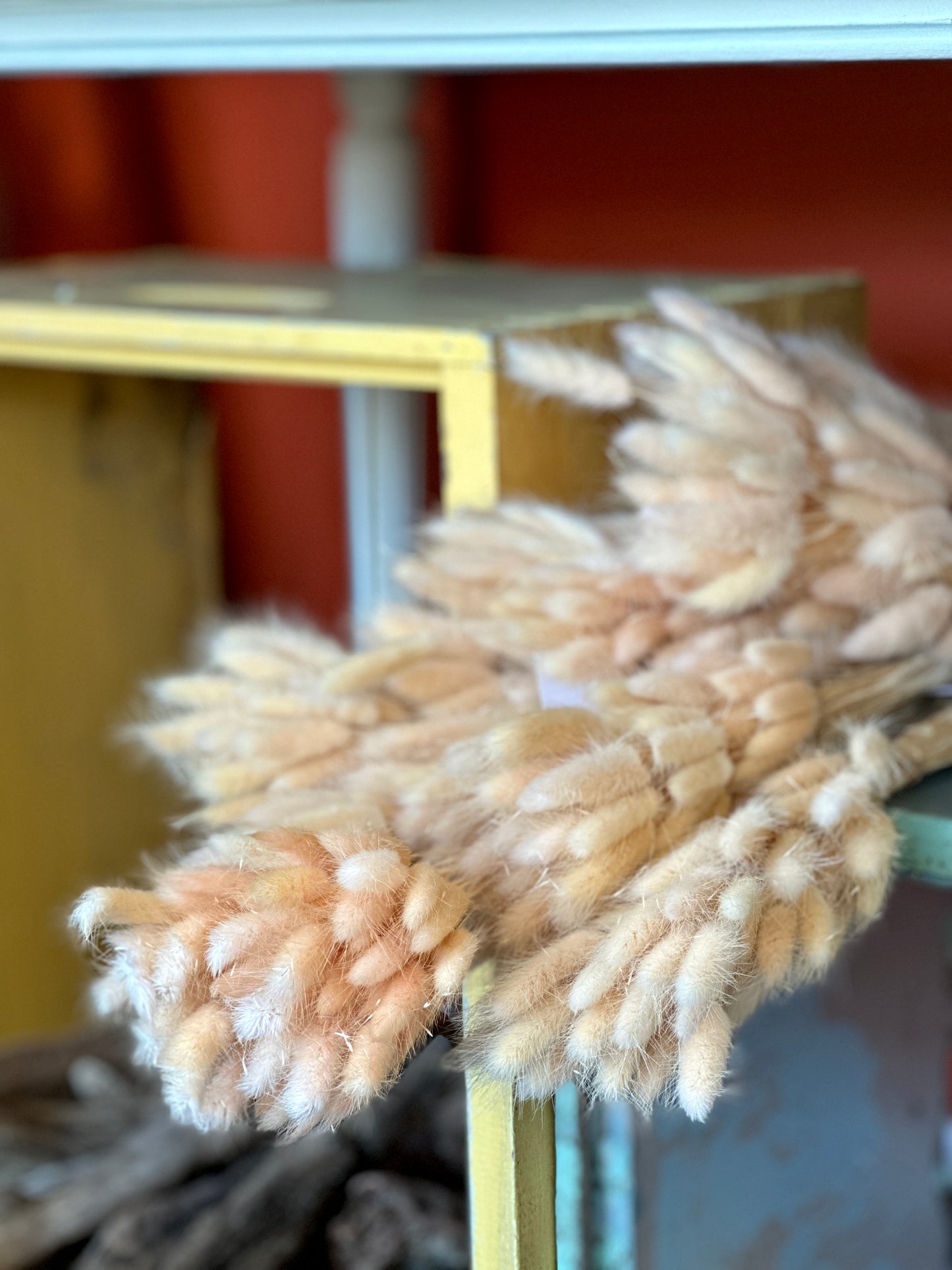 Bunny tails soft almond large bunch