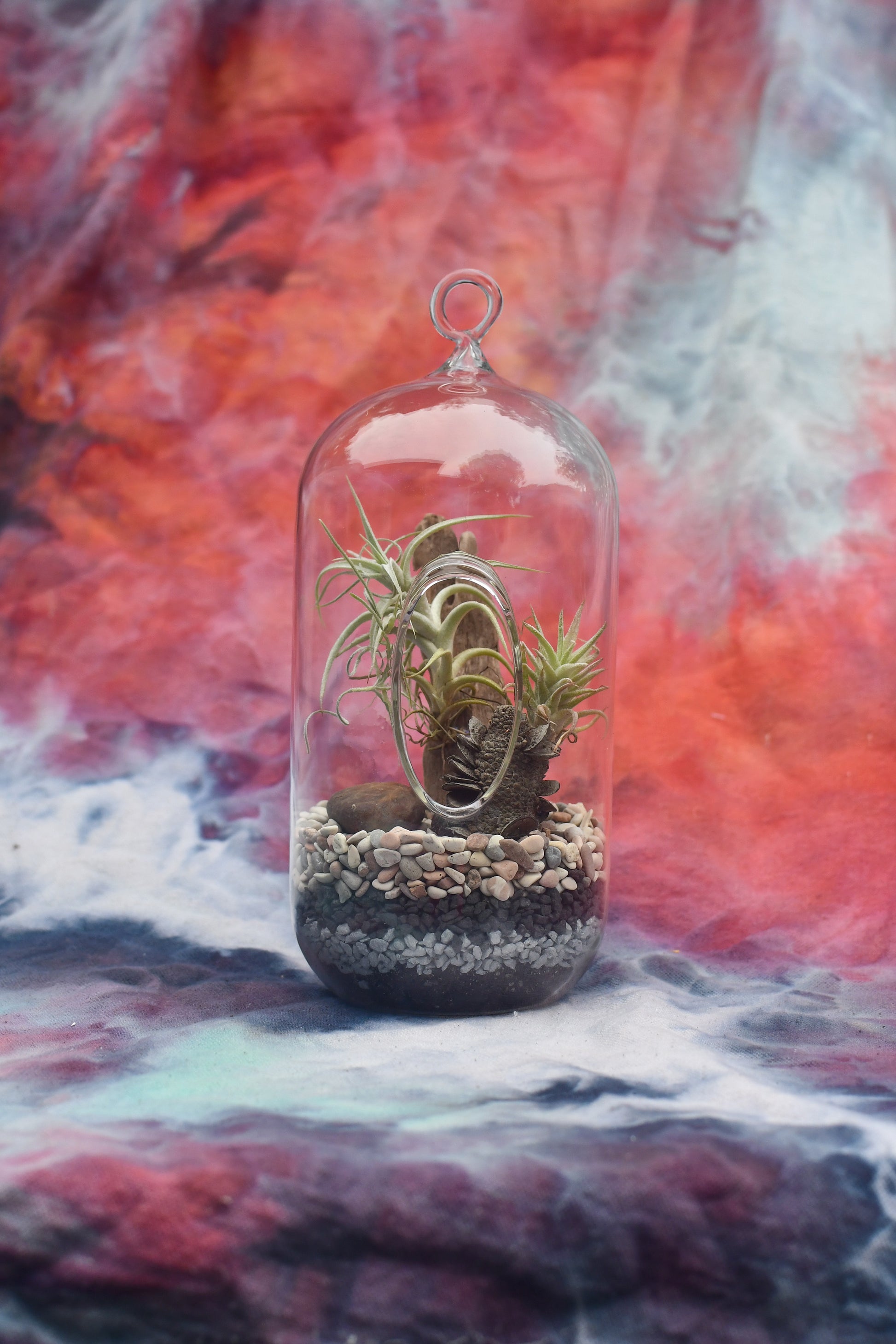 Tall glass terrarium layered with pebbles driftwood, banksia pod and airplants.