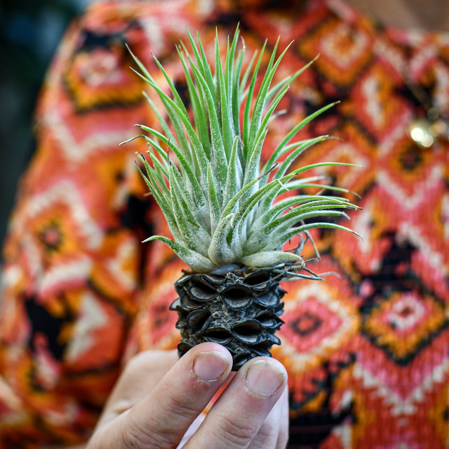 Air plant tillandsia sitting on a banksia pod