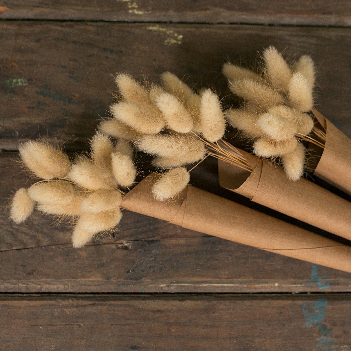 Bunny tails dried flowers