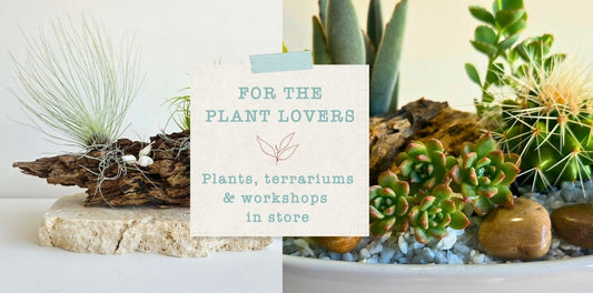 🌿 For the plant lovers (and future plant lovers too…)