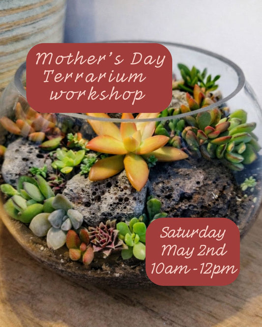 Mothers Day Terrarium Workshop - Sat 2 May
