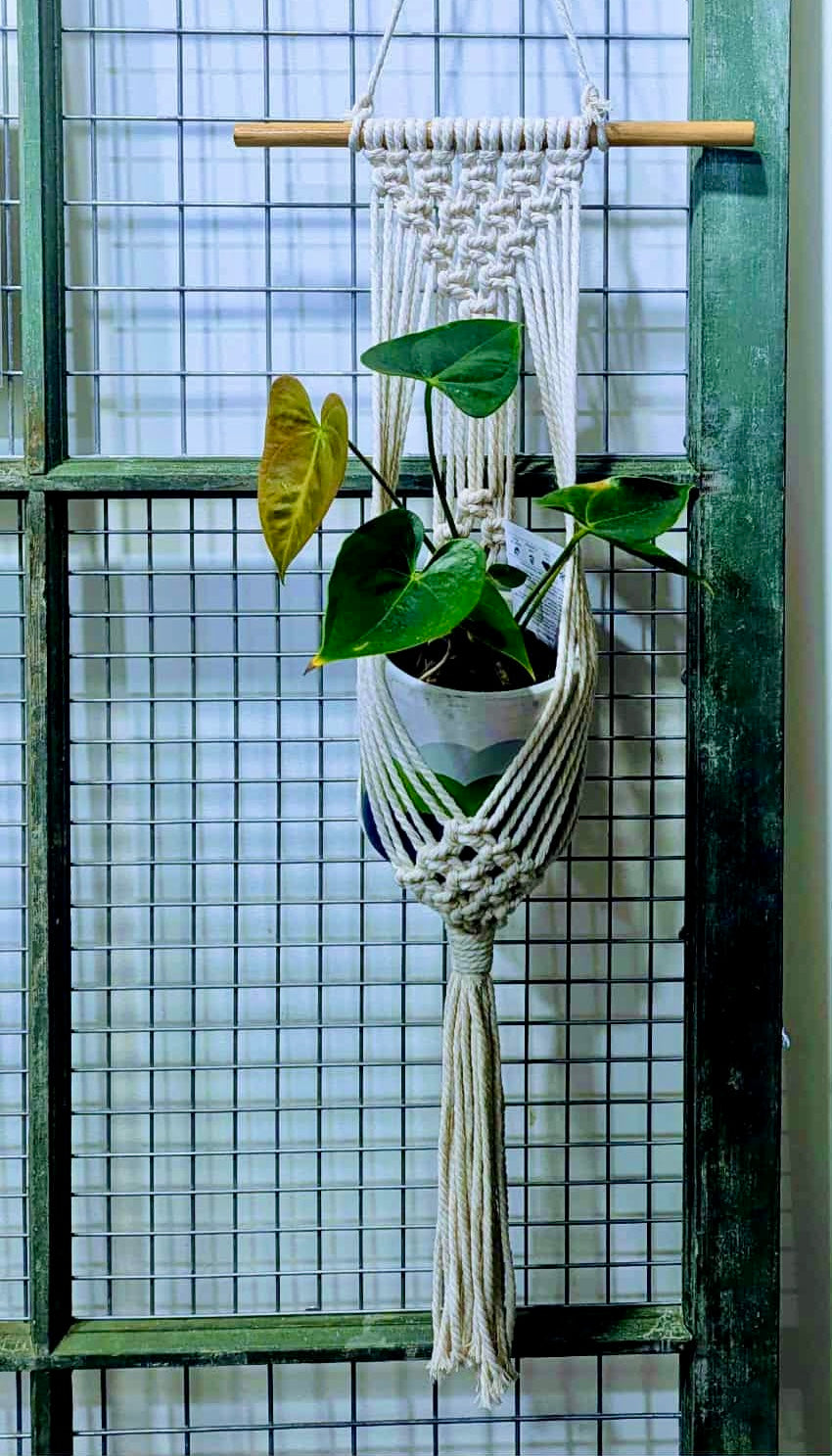 Plant hugger macrame workshop