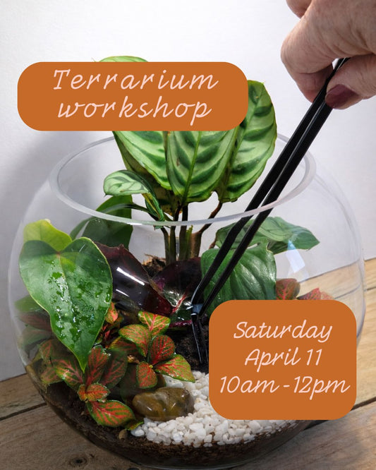 Make your own terrarium workshop - Sat April 11