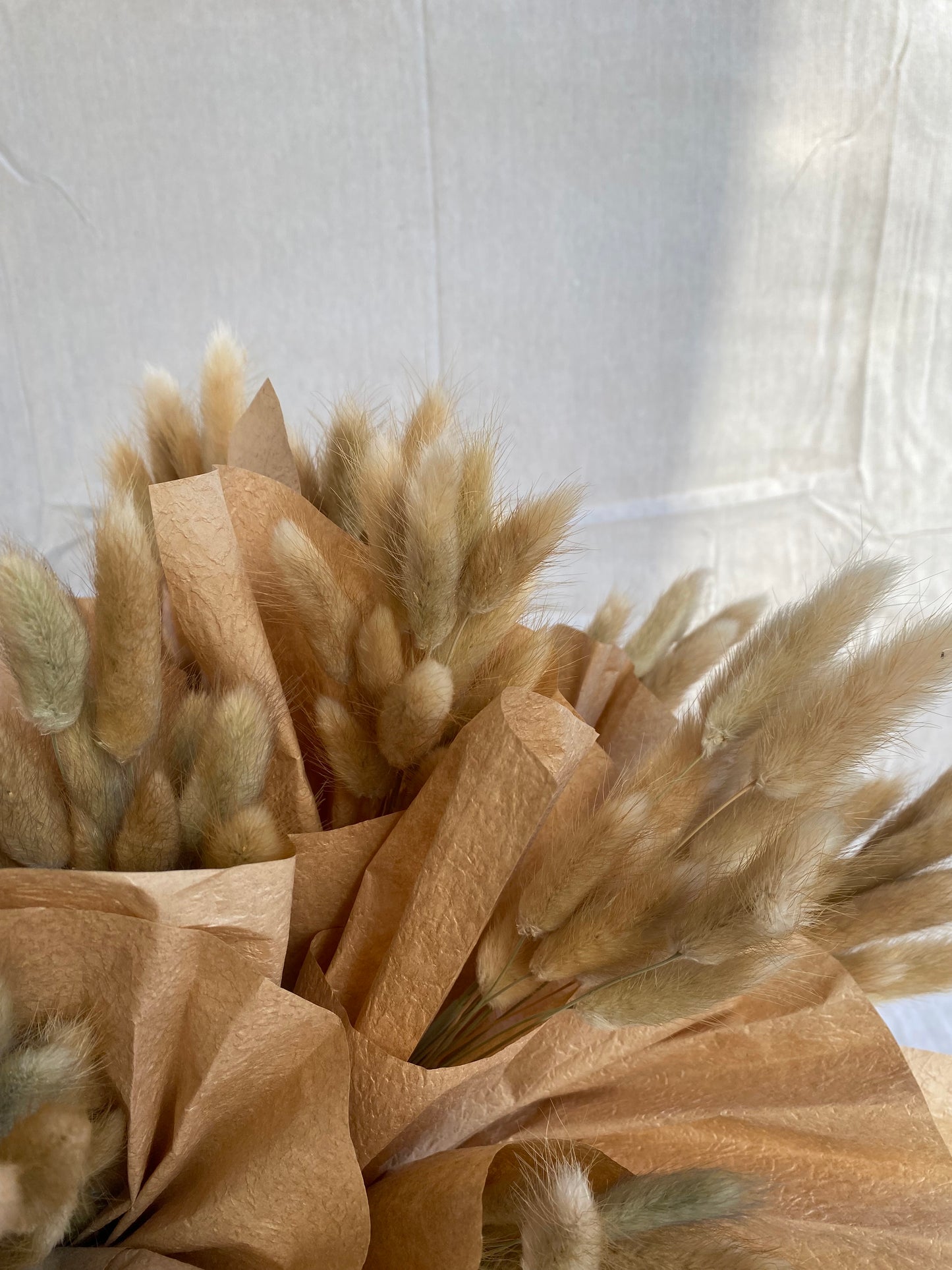 Bunny tails dried flowers